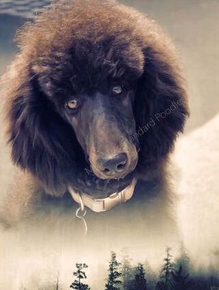 A brown poodle with a white collar is looking at the camera.