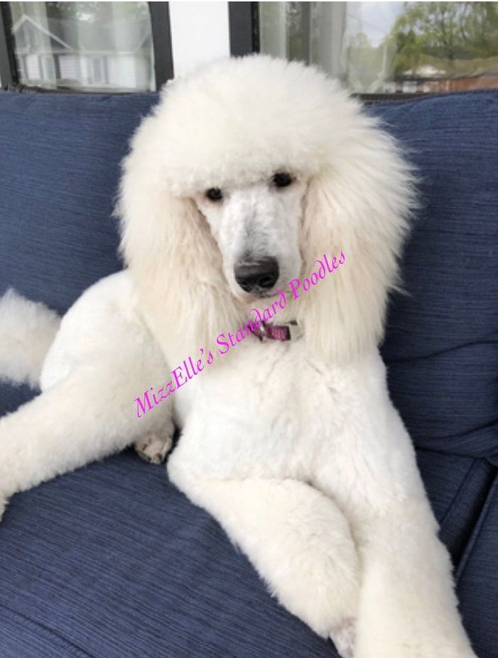 A white poodle is laying on a blue couch.