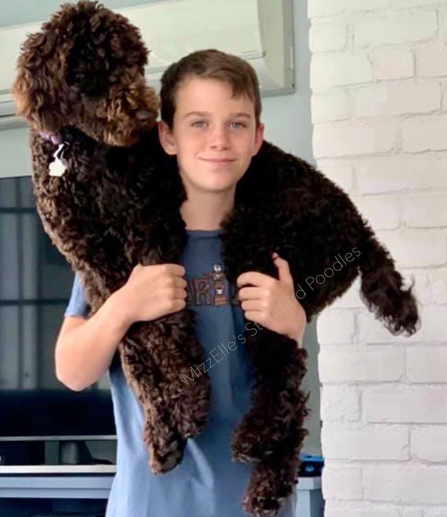 A young boy is holding a large brown dog on his shoulders.
