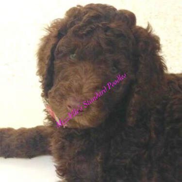 A brown poodle puppy is laying down on a white surface.