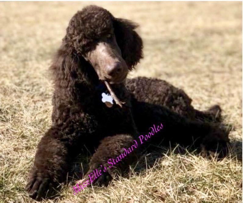 A brown poodle is laying in the grass with a stick in its mouth.