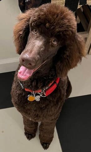 A brown poodle wearing a red collar is sitting on a checkered floor.