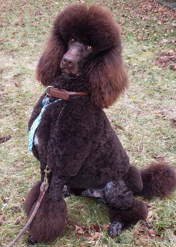 A brown poodle is sitting in the grass on a leash.