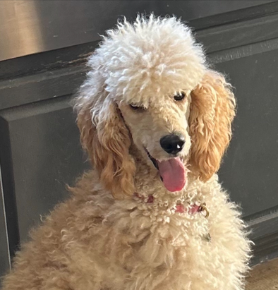 A brown and white poodle with its tongue hanging out