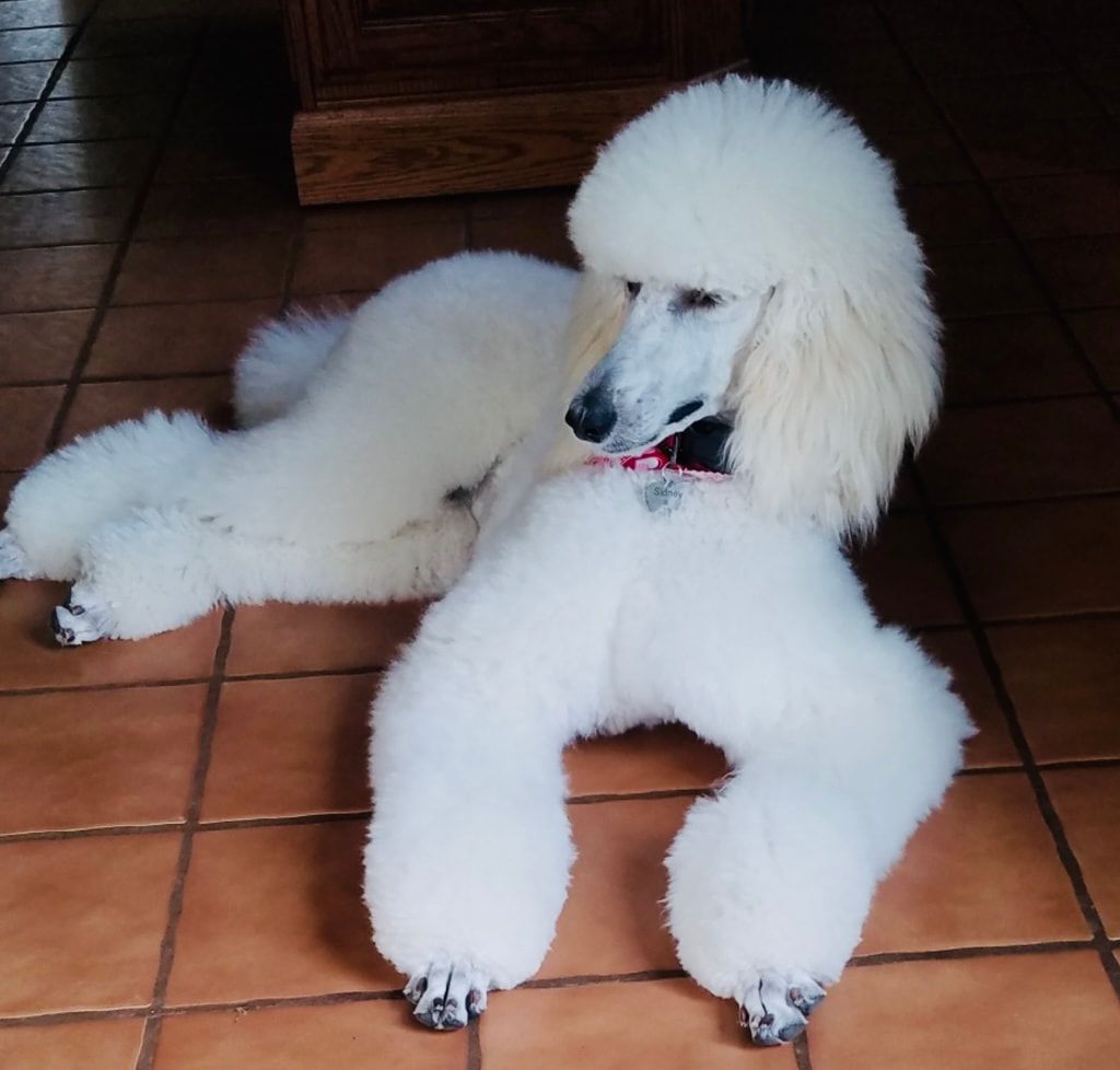 A white poodle is laying on a tiled floor