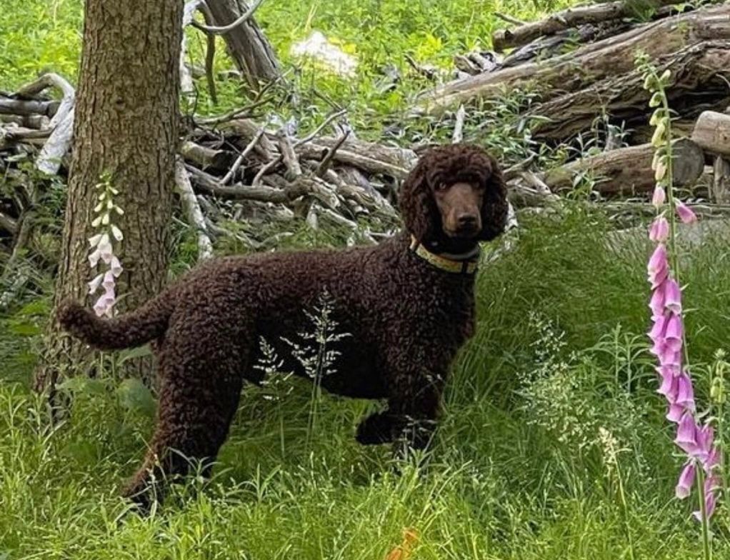 A brown poodle is standing in the grass next to a tree.