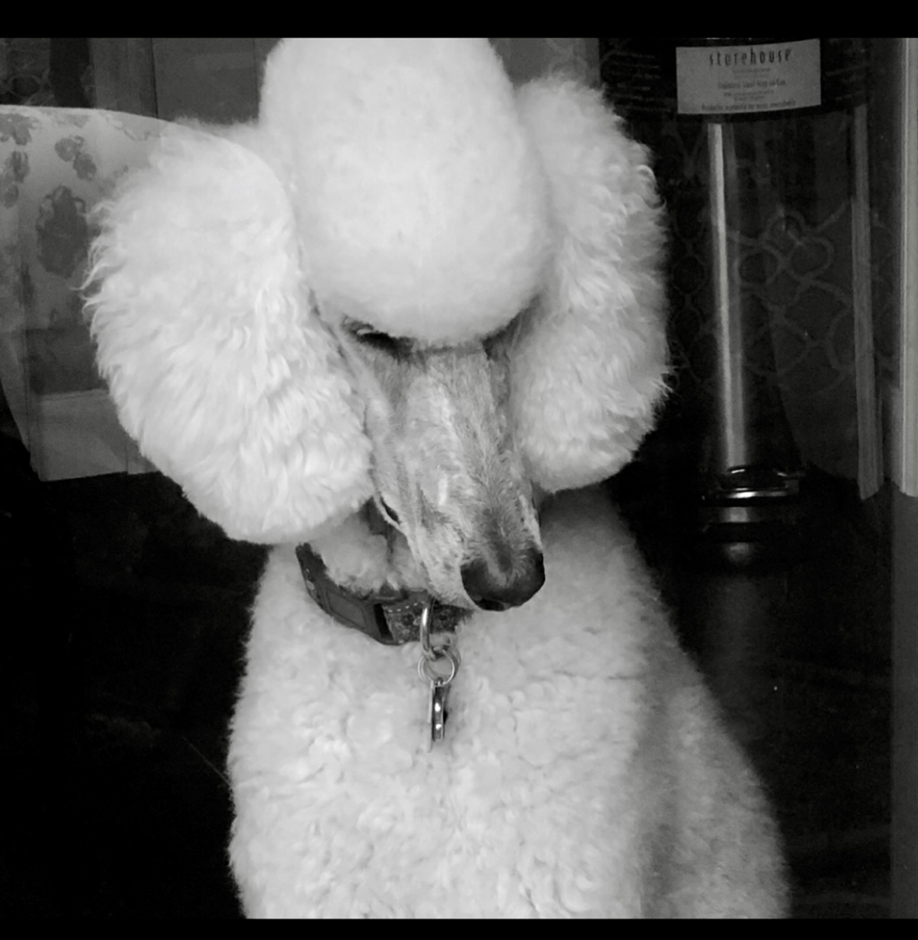 A black and white photo of a white poodle wearing a collar.