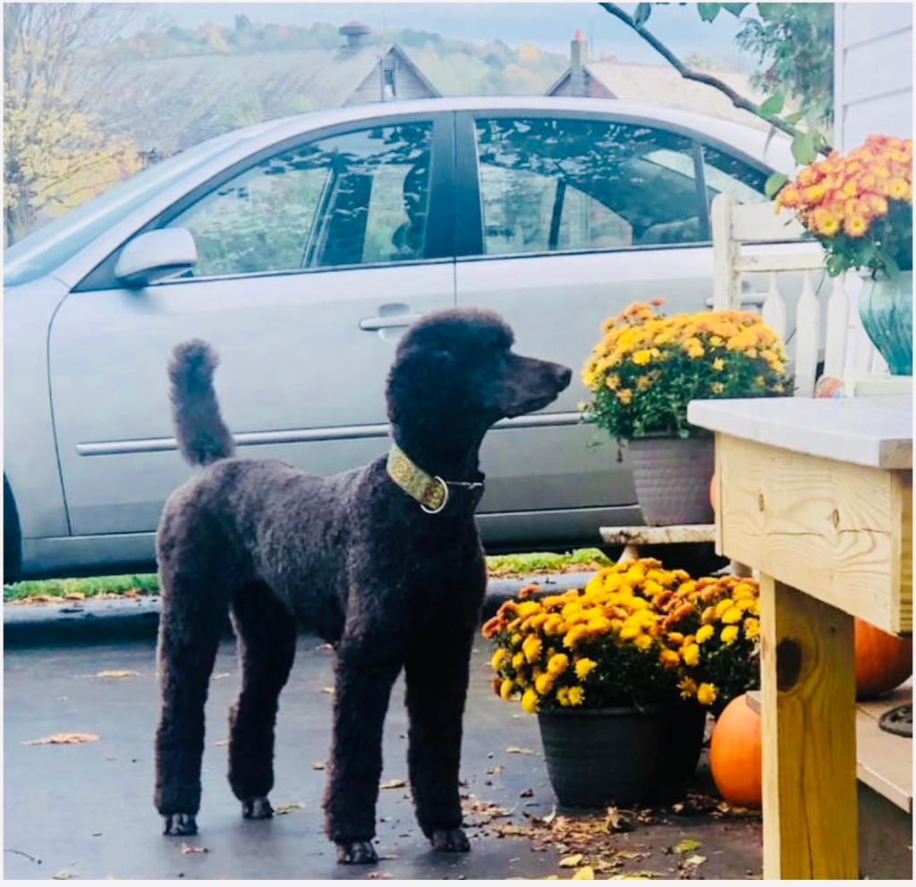 A black poodle standing in front of a silver car