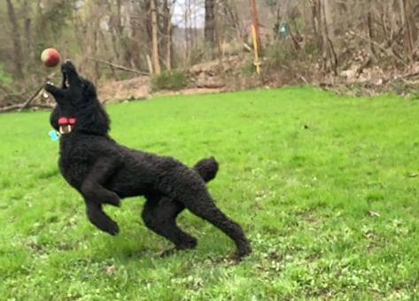 A black poodle is jumping in the air to catch a ball.