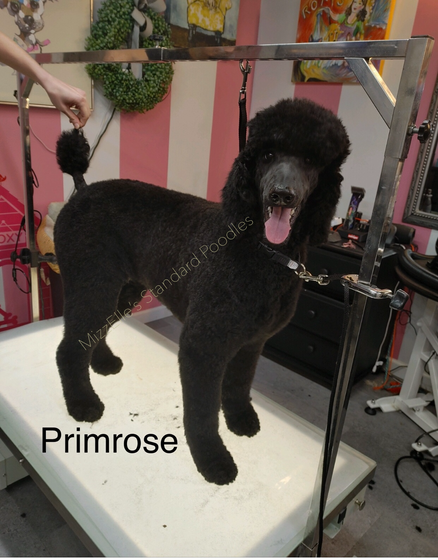 A black poodle named primrose is standing on a table
