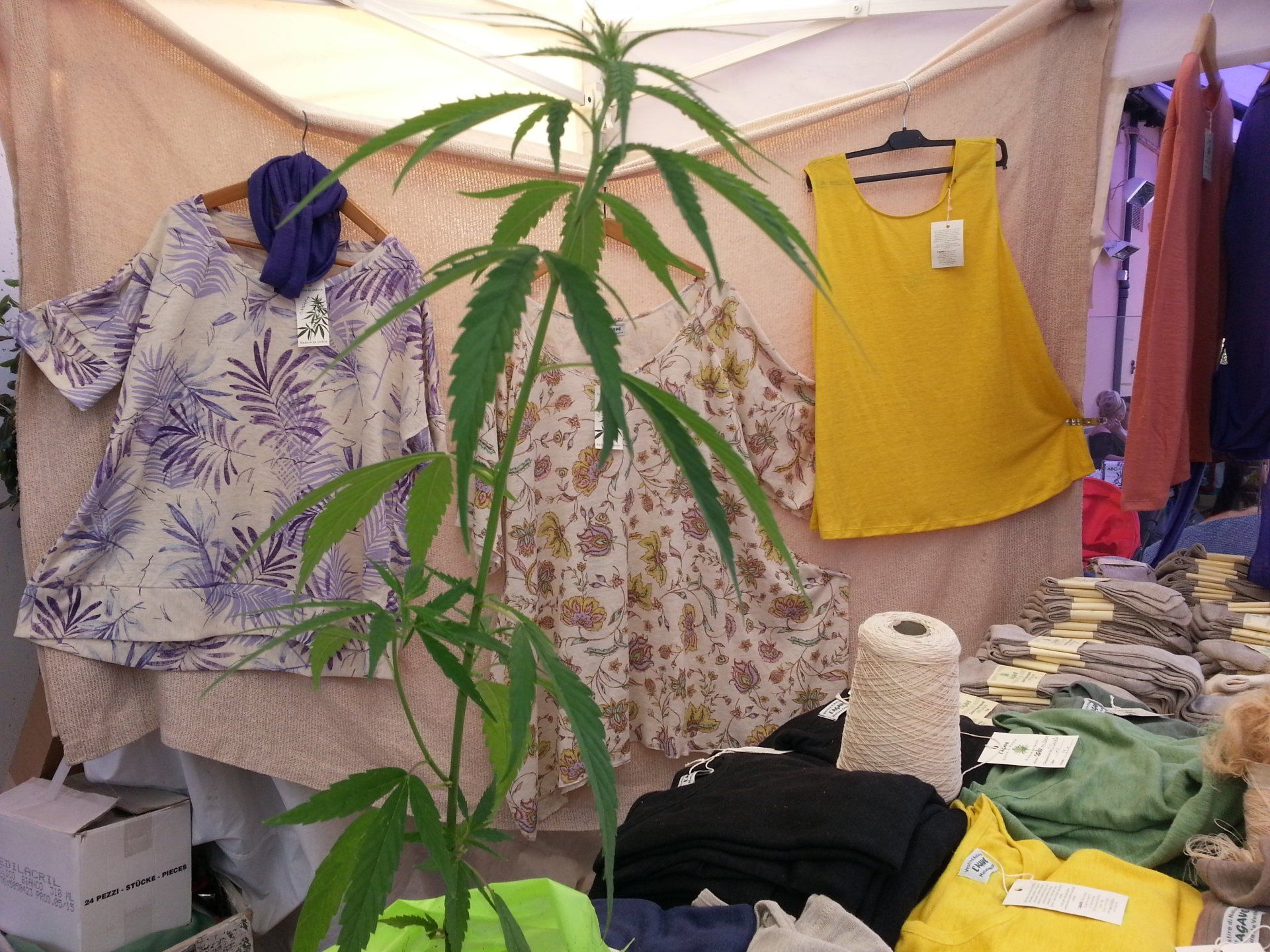 Particolare della produzione dell'Agave Vestire di Natura Natura da Vestire: pianta di cnanapa con magliette, t-shirt in canapa.