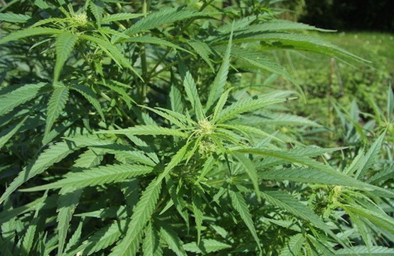 canapa sativa campo coltivato