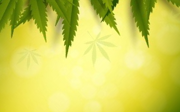 Foglie di canapa