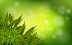 la canapa carburante per