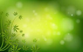 Foglie di canapa stilizzate