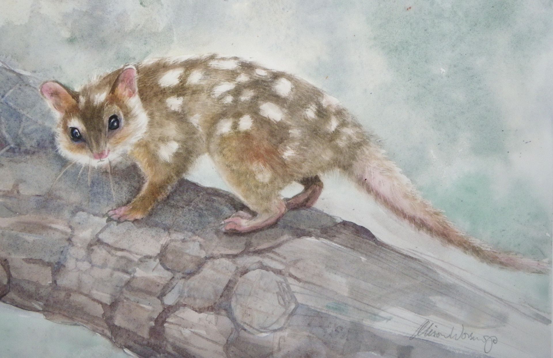 Northern Quoll