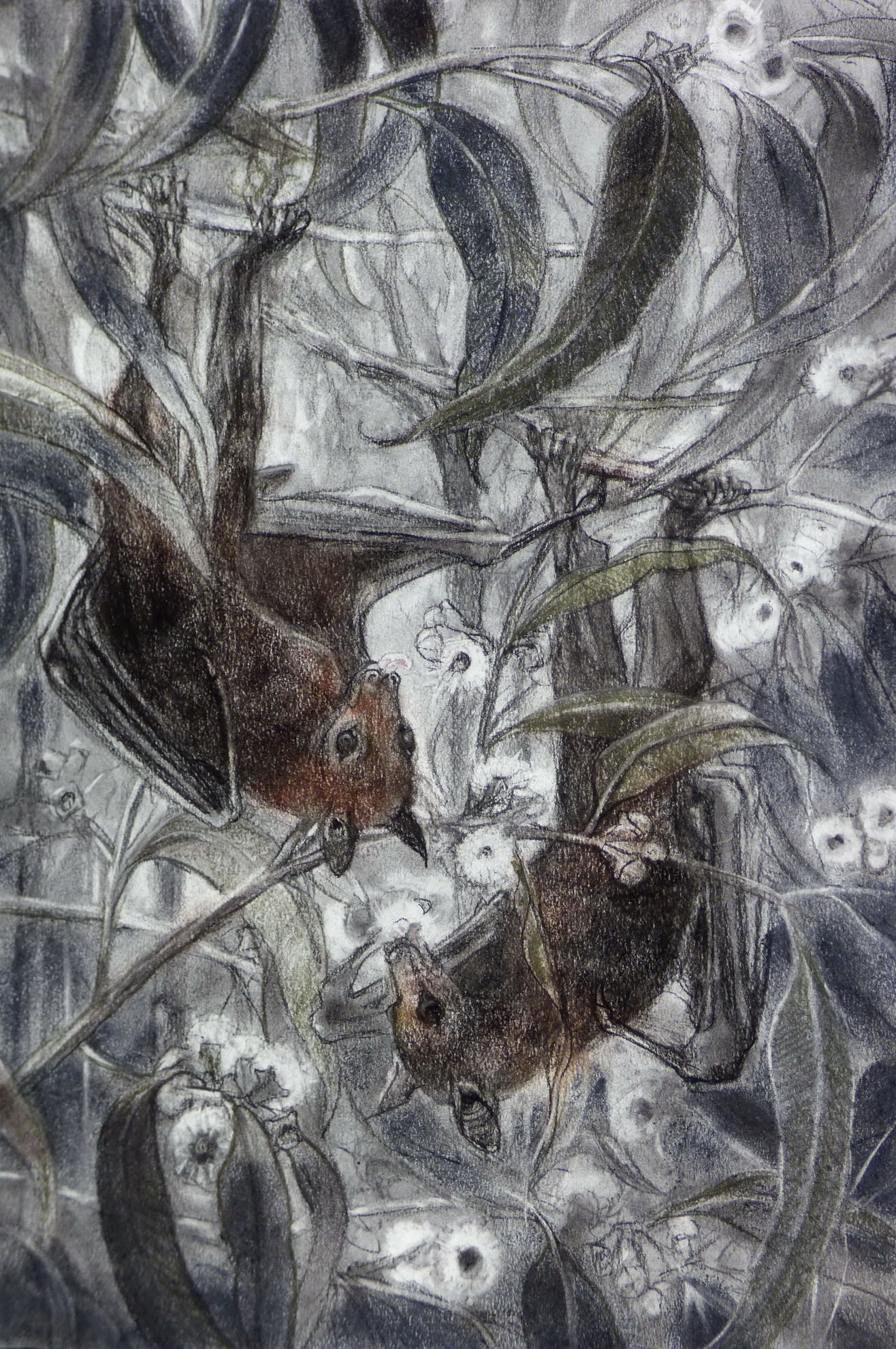 Little Red Fruit Bats