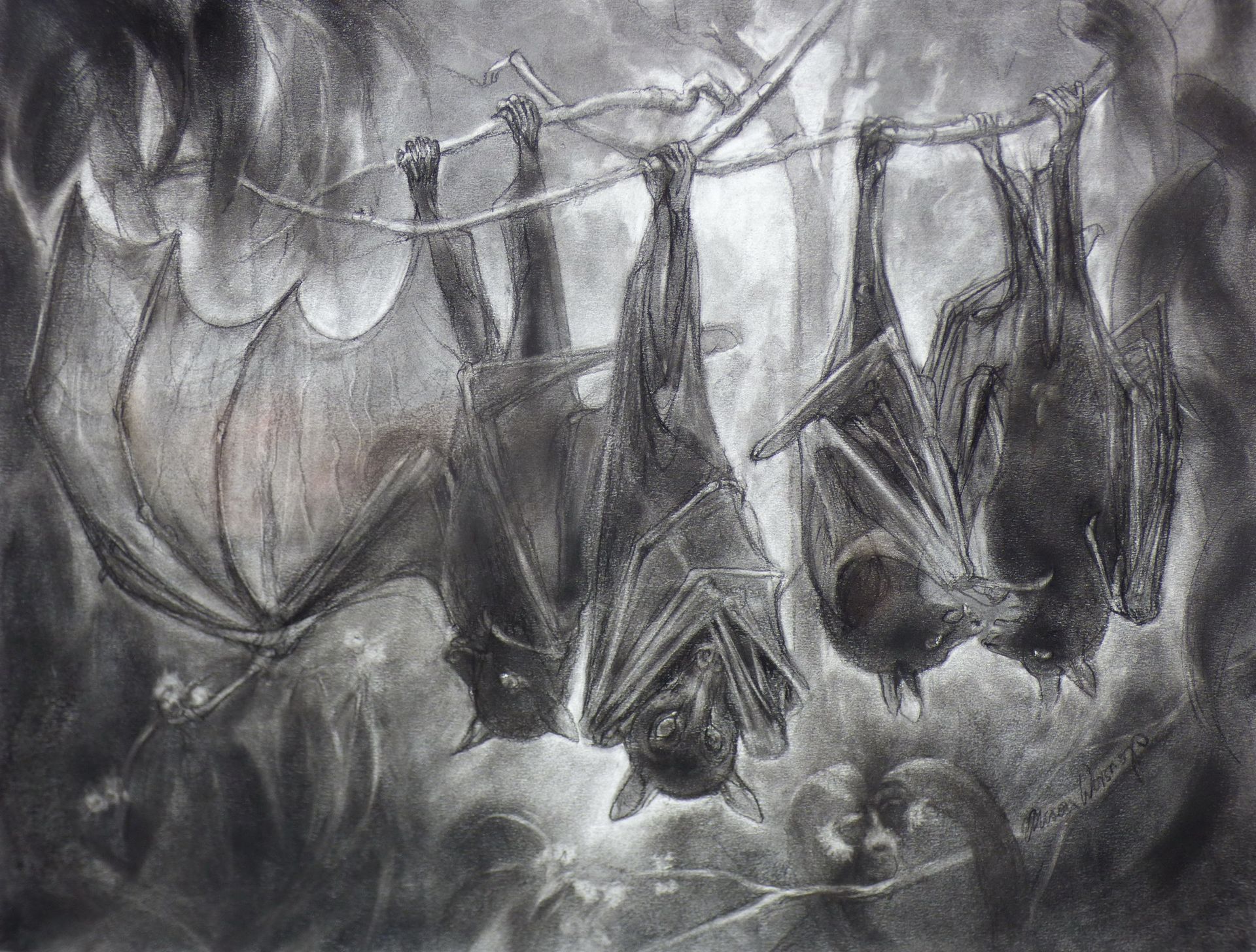 Black Flying Foxes