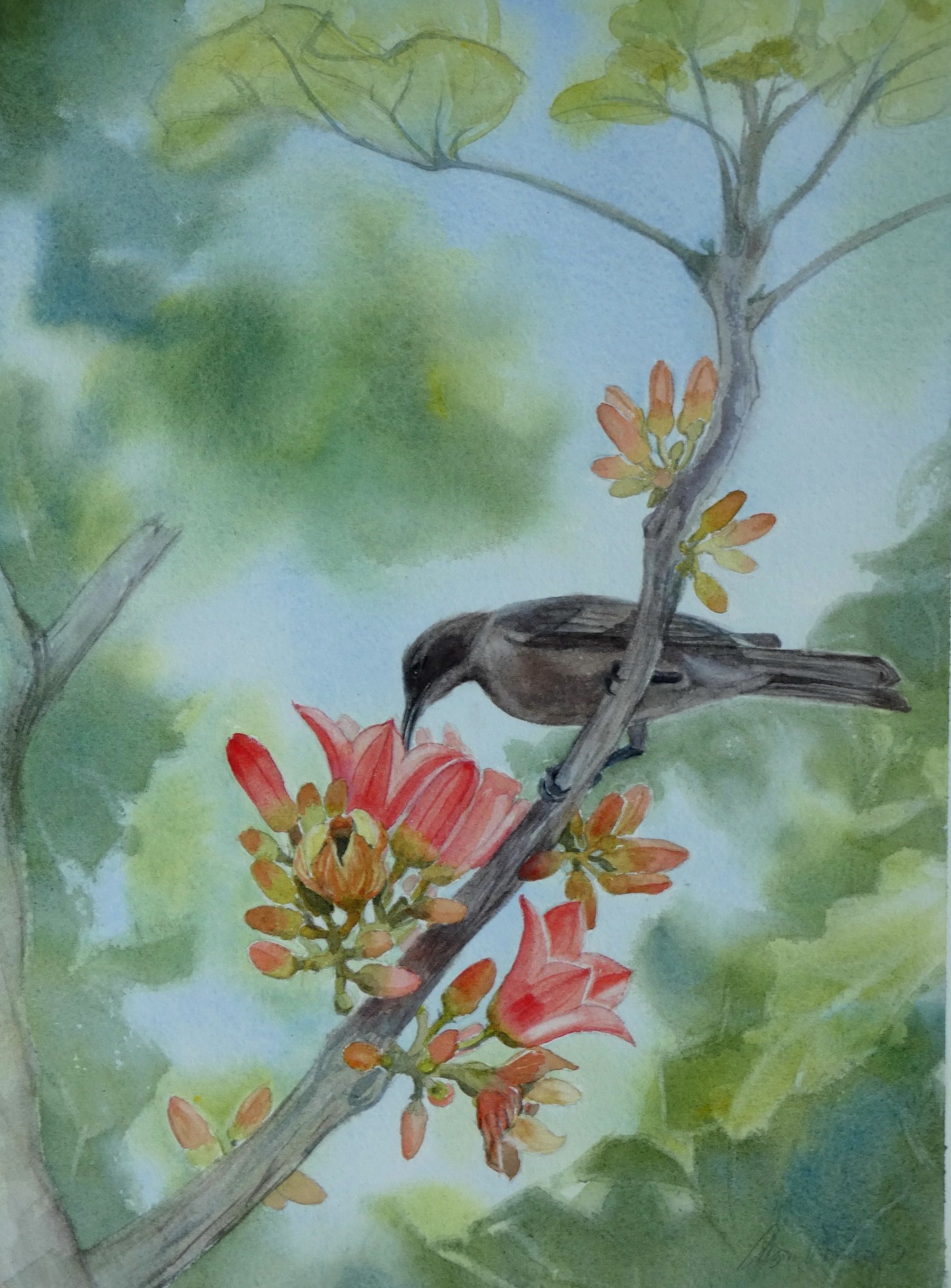 Dusky Honeyeater