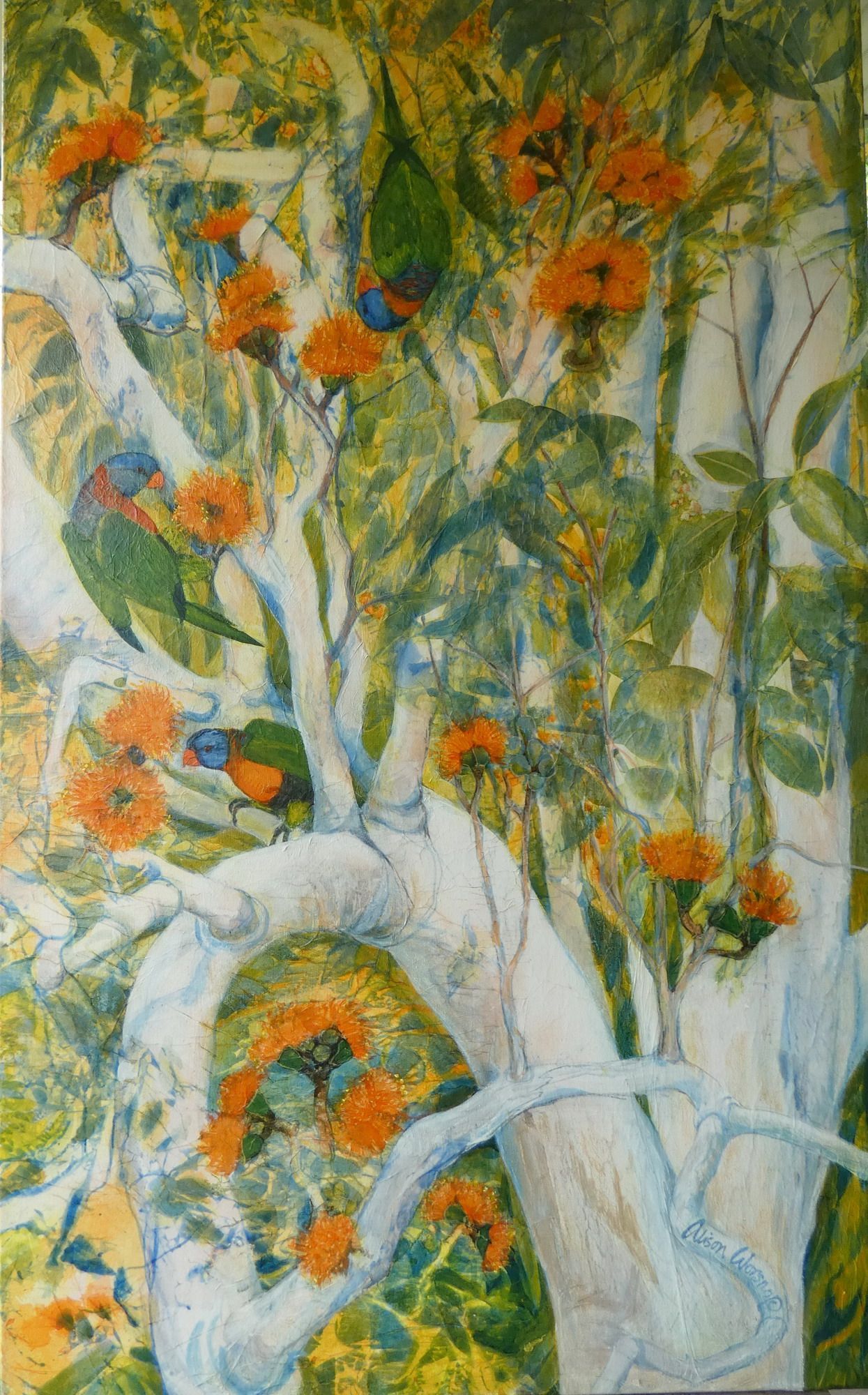 Lorikeets on Woollybutt flowers