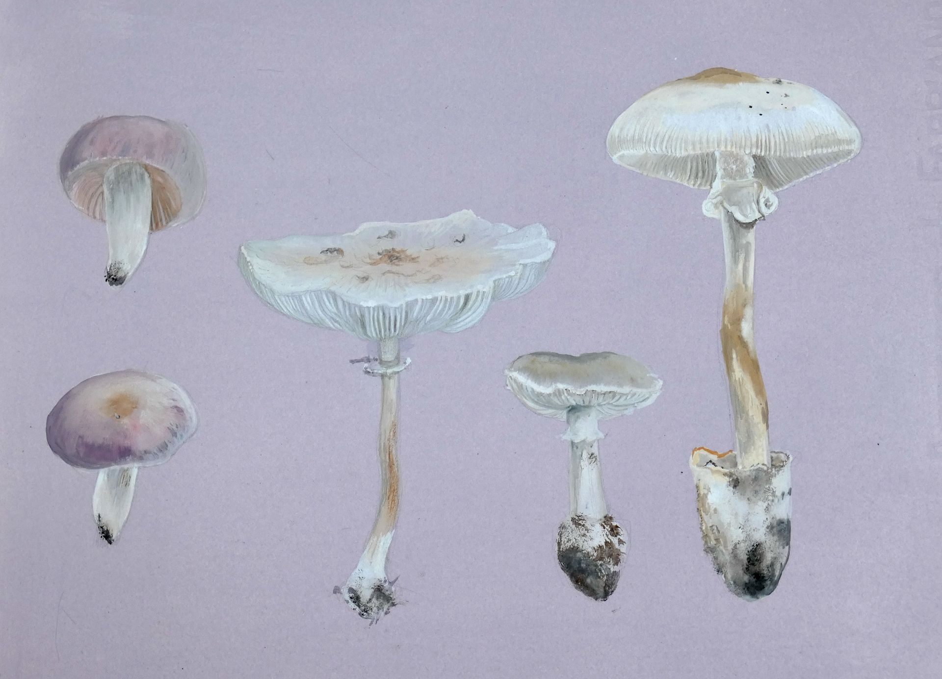 Toadstools