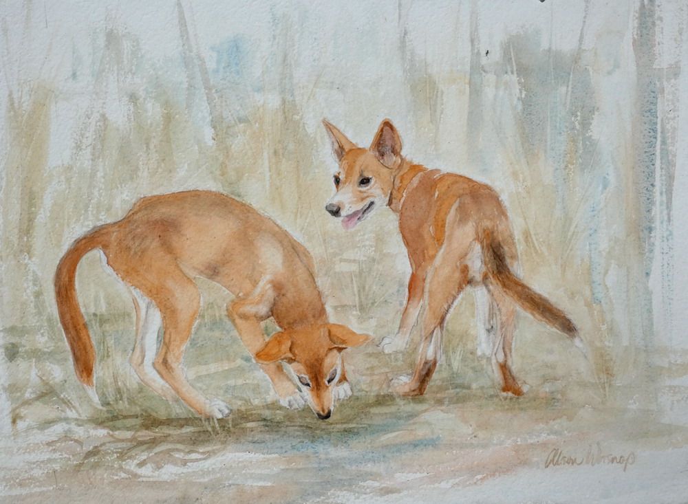 Tayamini and Jayangurra