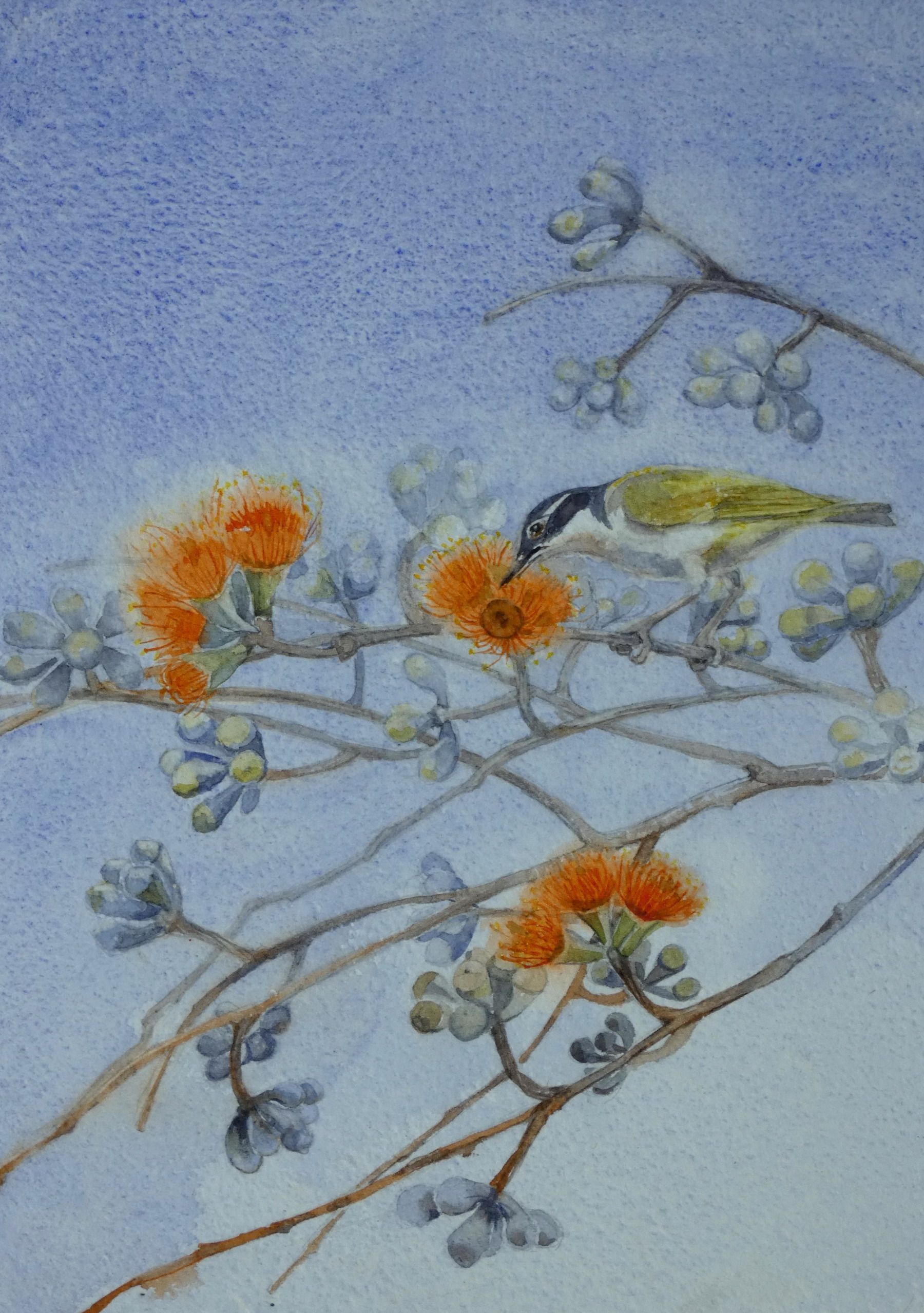White Throated Honeyeater