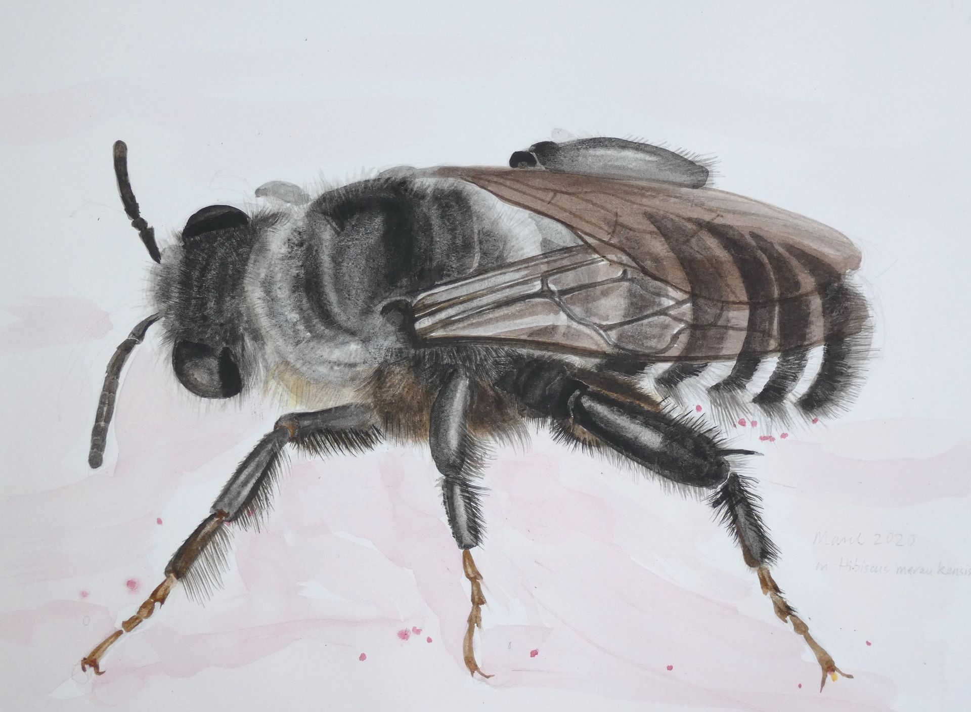 Native bee