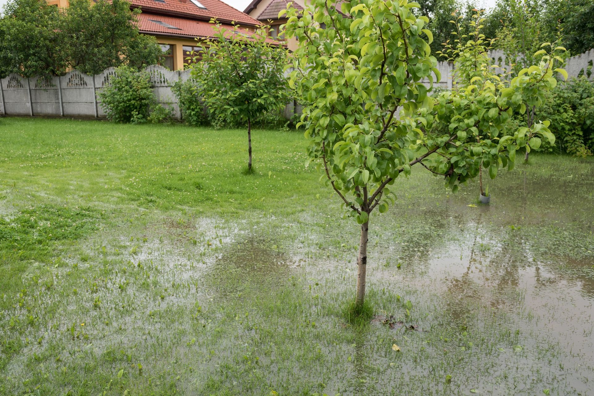 Spotting Lawn Drainage Problems in Baton Rouge: A Homeowner's Guide to Customized Solutions