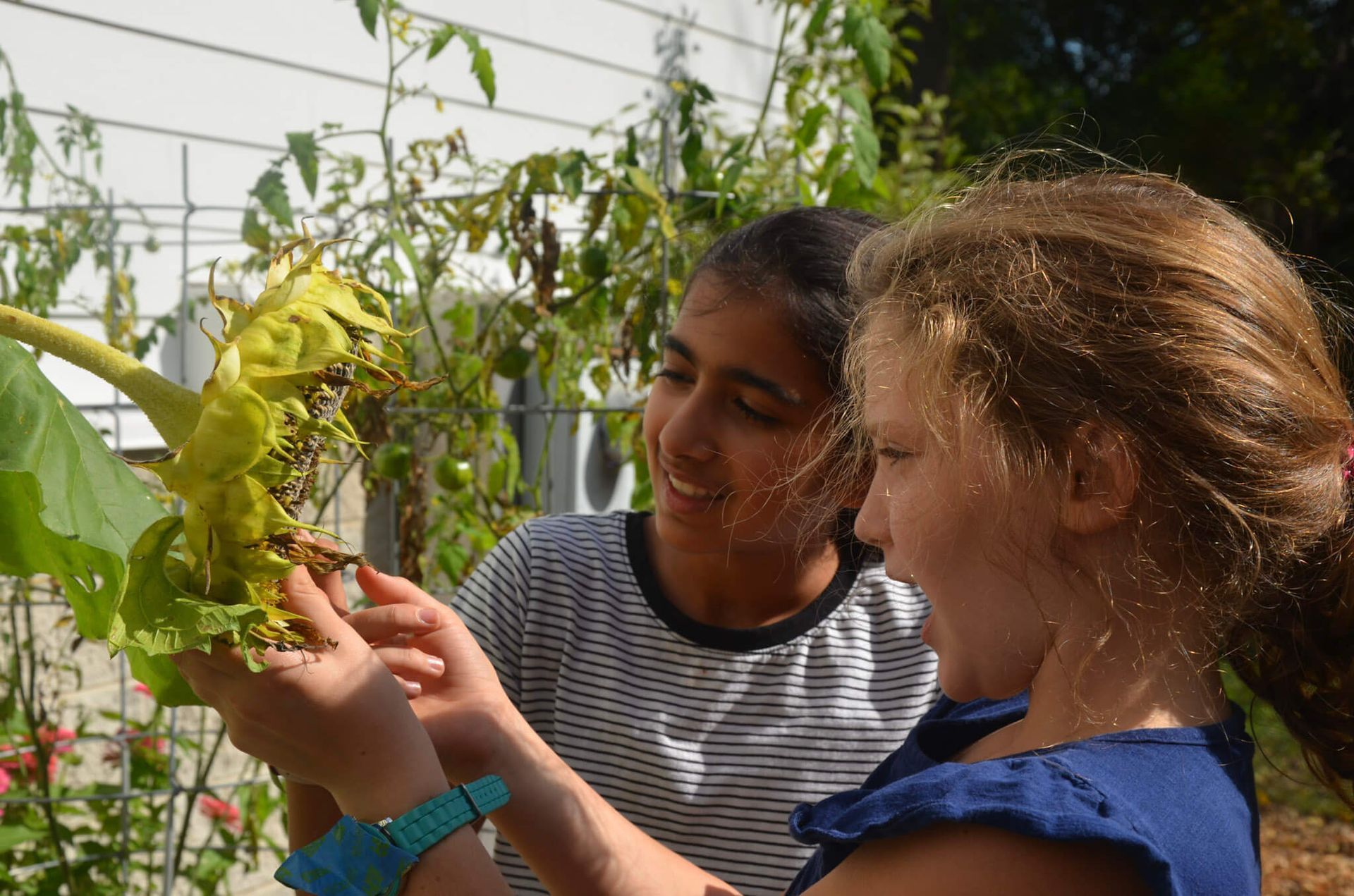 Two Montessori students observe a sunflower growing in their class garden.