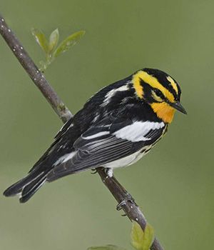 A black and white small bird with a yellow head sittin on a small branch