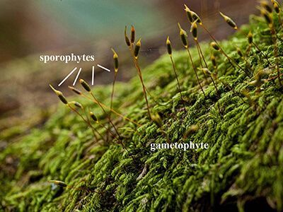 A close up of a piece of moss with sporophytes and gametophytes.