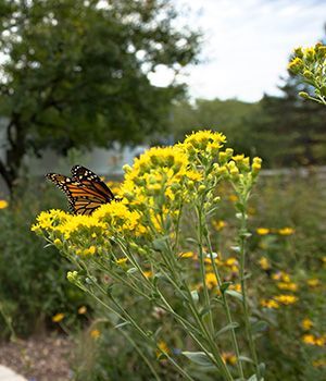 A butterfly is perched on a yellow flower in a field.