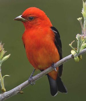 A small red bird with black wings sitting on a thin branch.