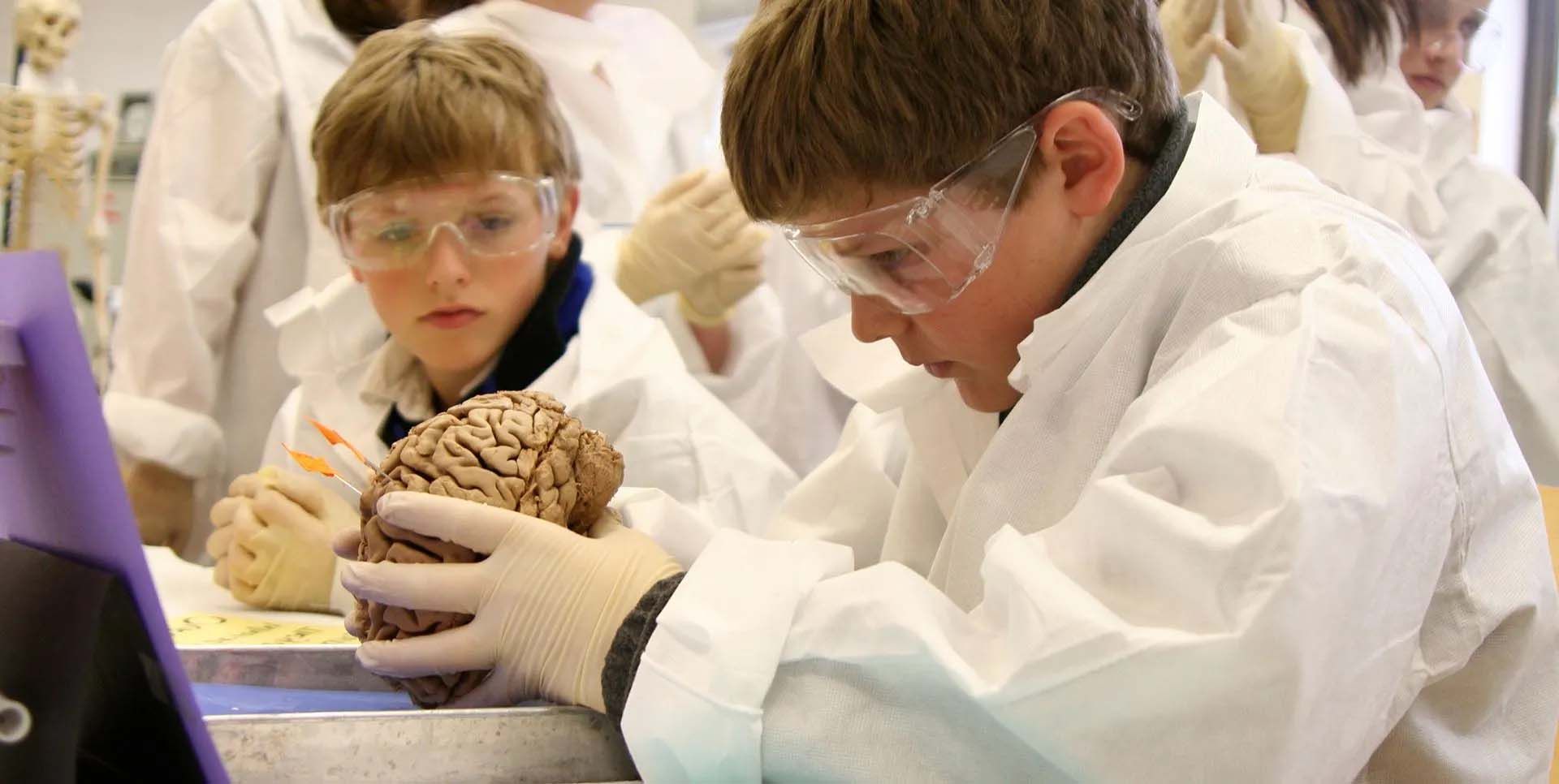 Montessori child in a lab coat is holding a brain in his hands