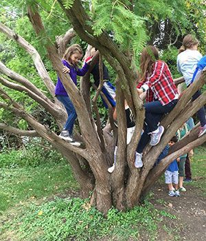 A group of children are climbing a tree in a park.