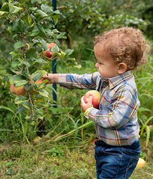 A little boy is picking apples from an apple tree.