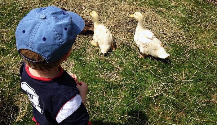 A young boy in a blue hat is looking at ducks in the grass.