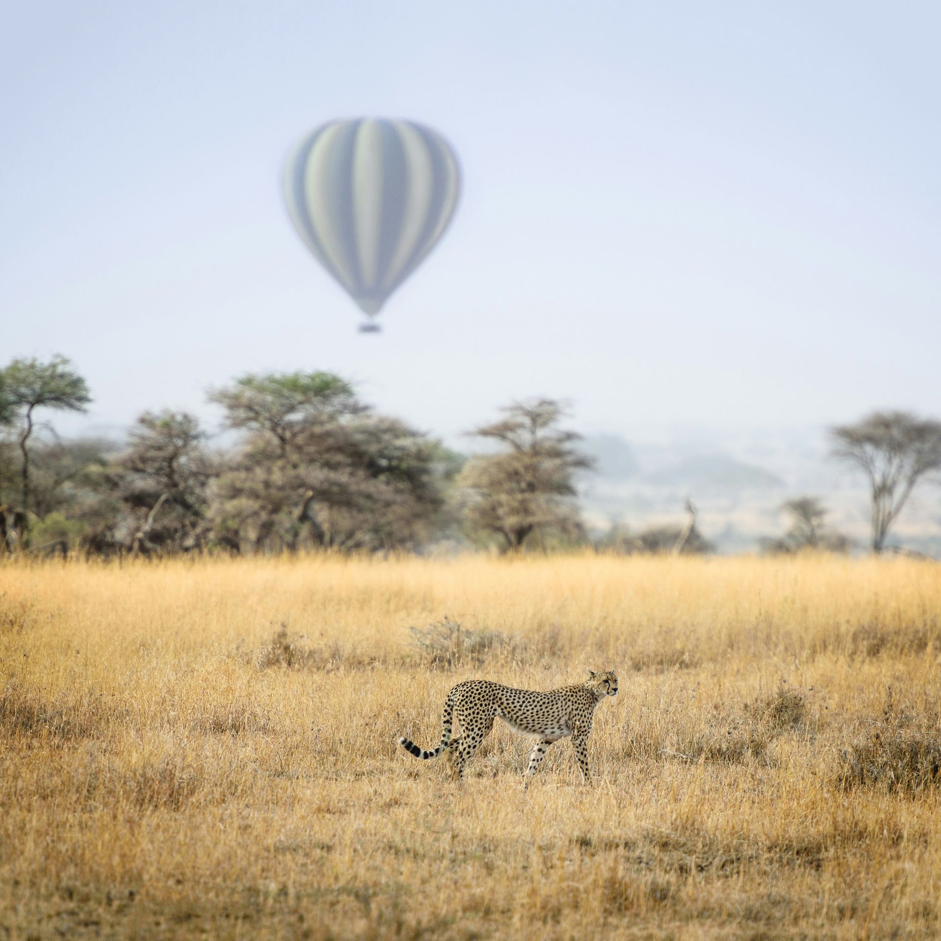 Cheetah in tall grass, looking right, with a hot air balloon in the sky. African savanna setting by Abercrombie and Kent