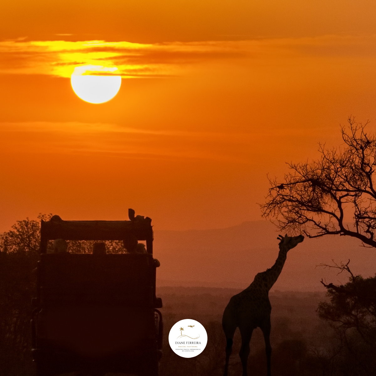 Luxury safari at sunrise with a giraffe grazing near a tree and an open-top safari vehicle silhouett
