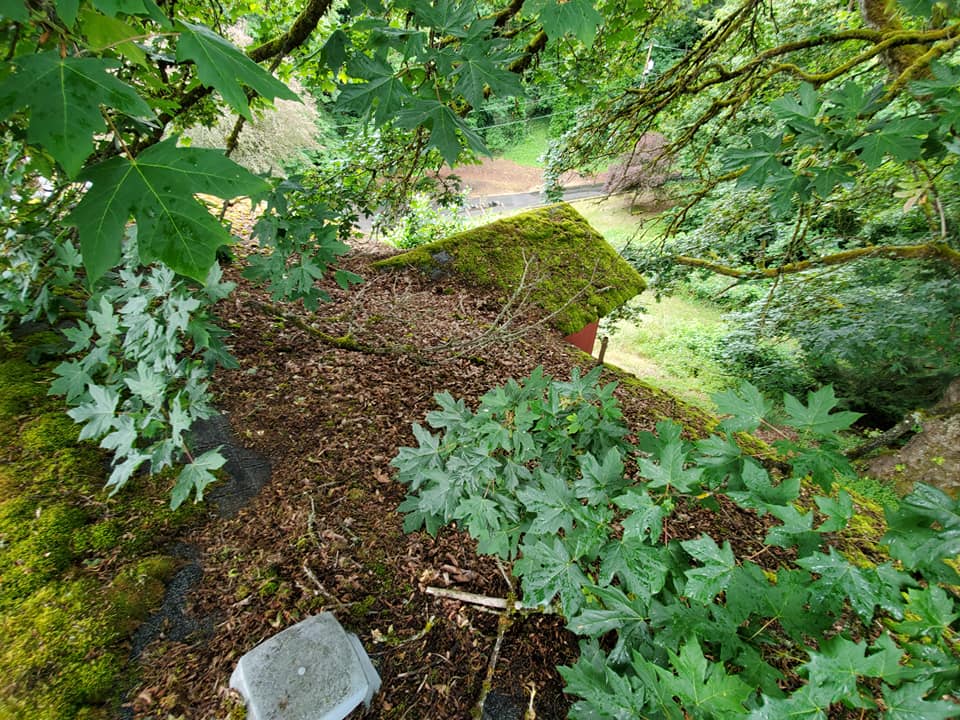 Roof With Lots of Grass — Astoria, OR — Northwest Roofing & Construction LLC