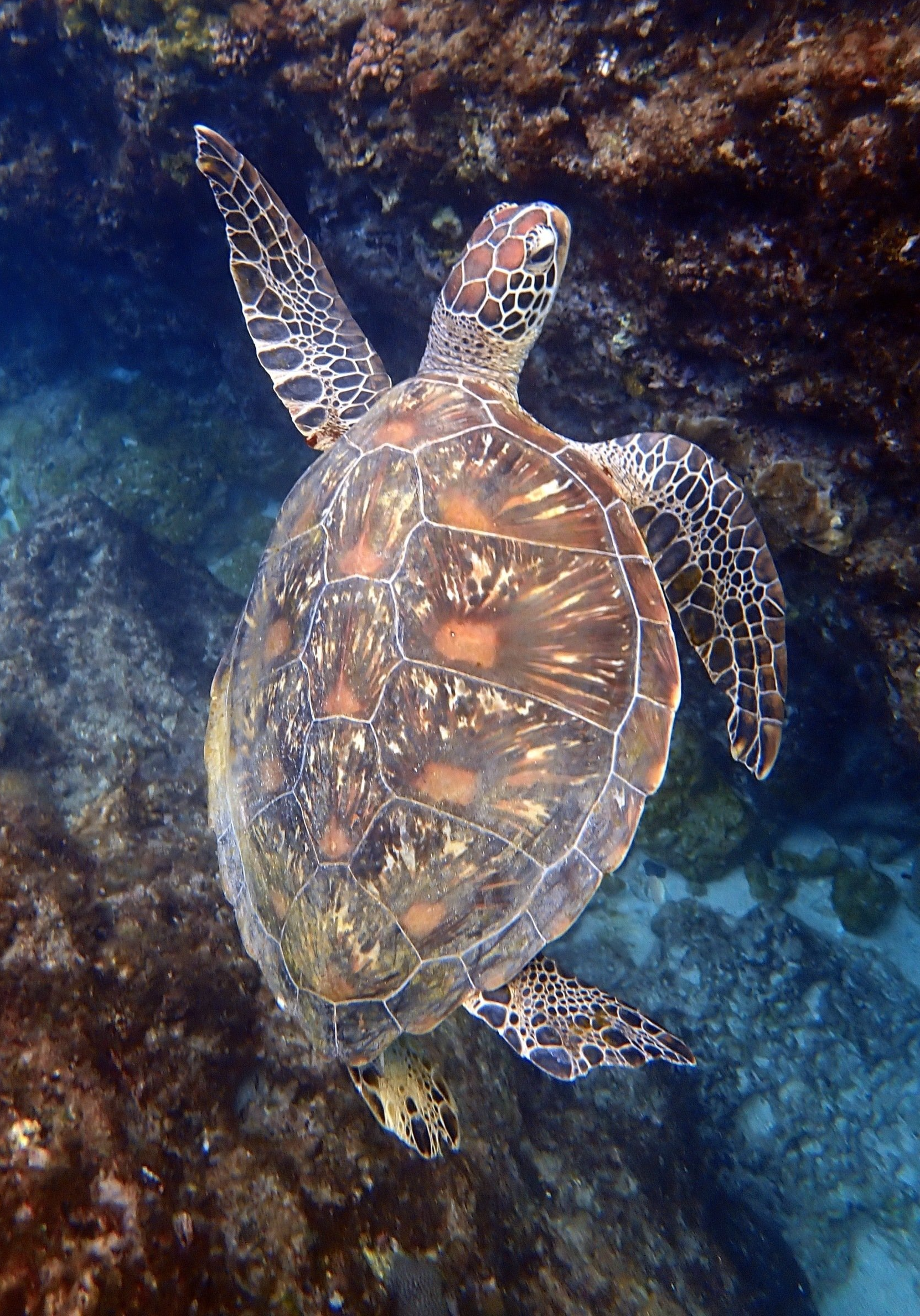 lambai island sea turtle