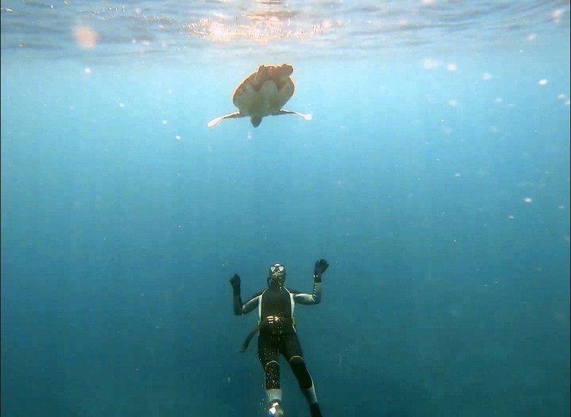 xiaoliuqiu freediver with sea turtle