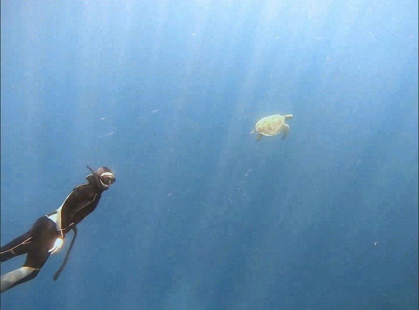 sea turtle swimming away xiaoliuiqiu