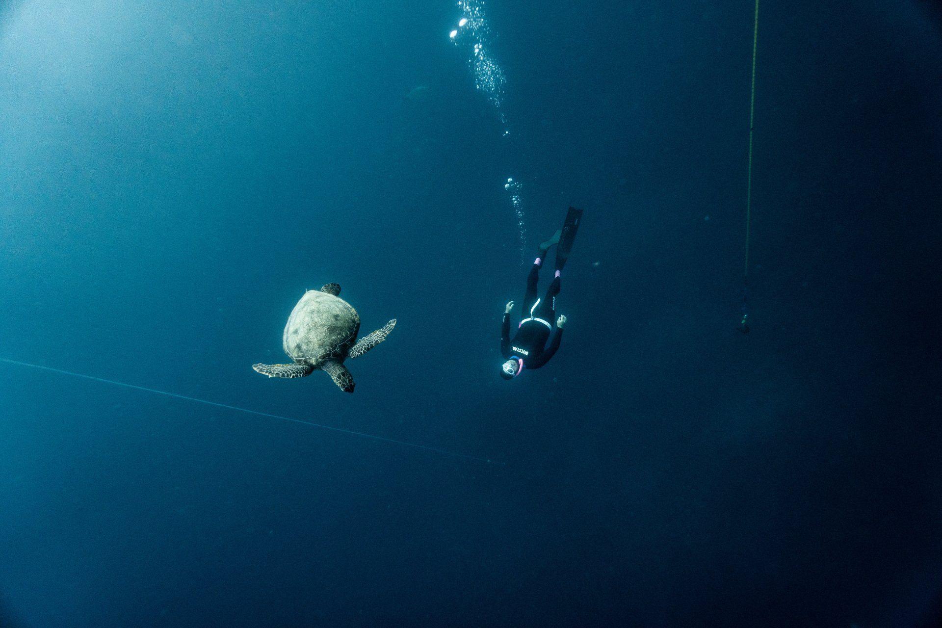 Freediver and sea turtles Xiaoliuqiu
