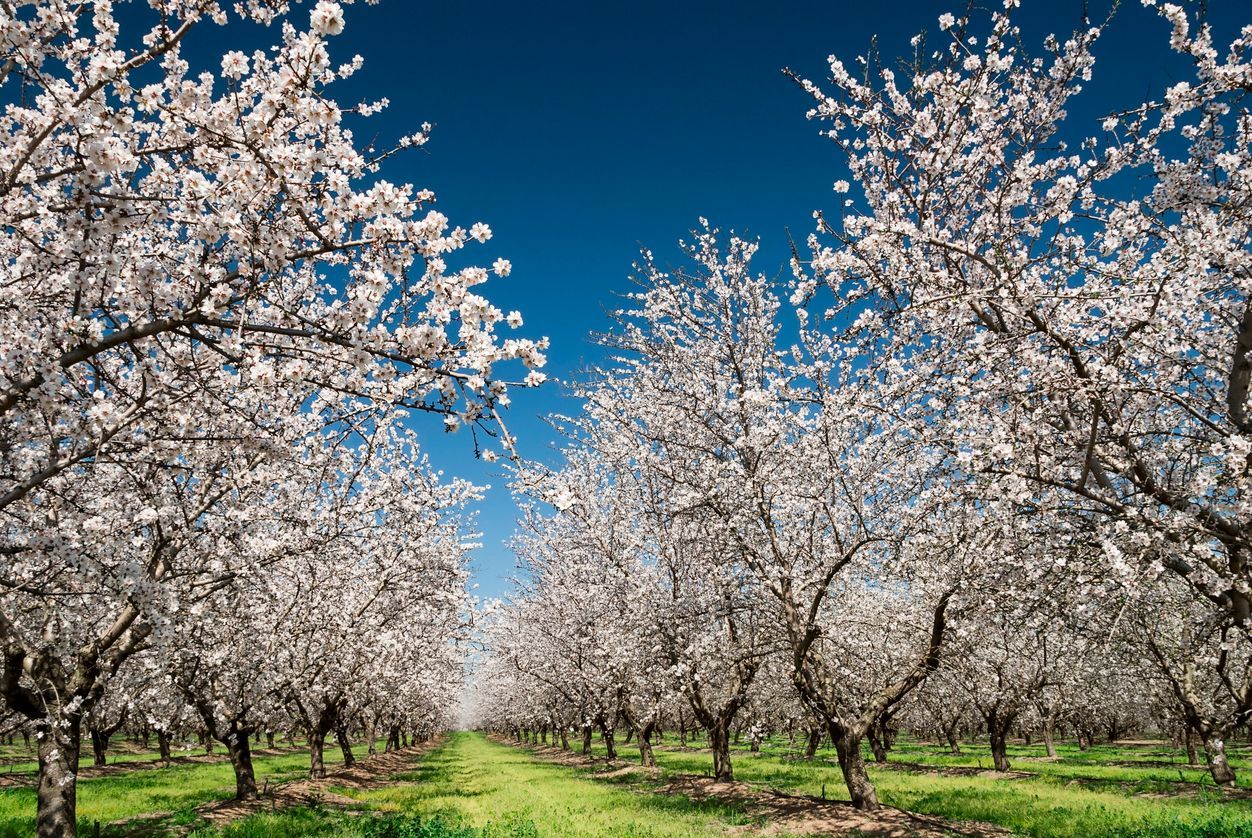 Almond orchard in full spring bloom with rows of white flowering almond trees under a clear blue sky
