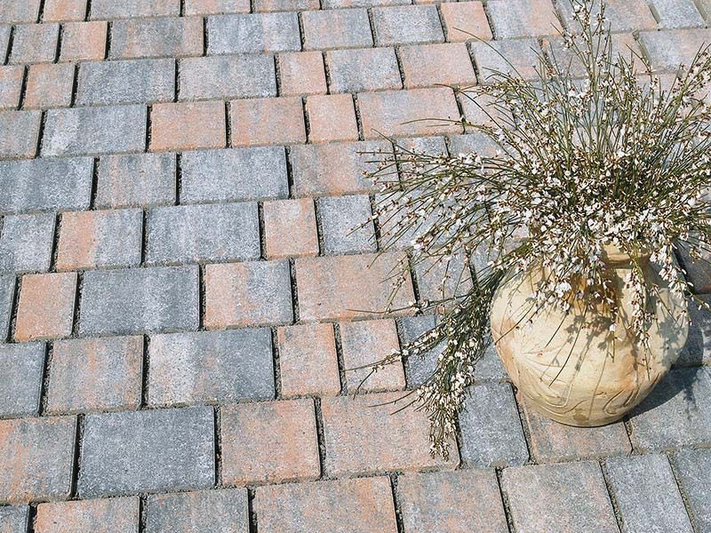 Auf einem Ziegelpflaster steht eine Topfpflanze.