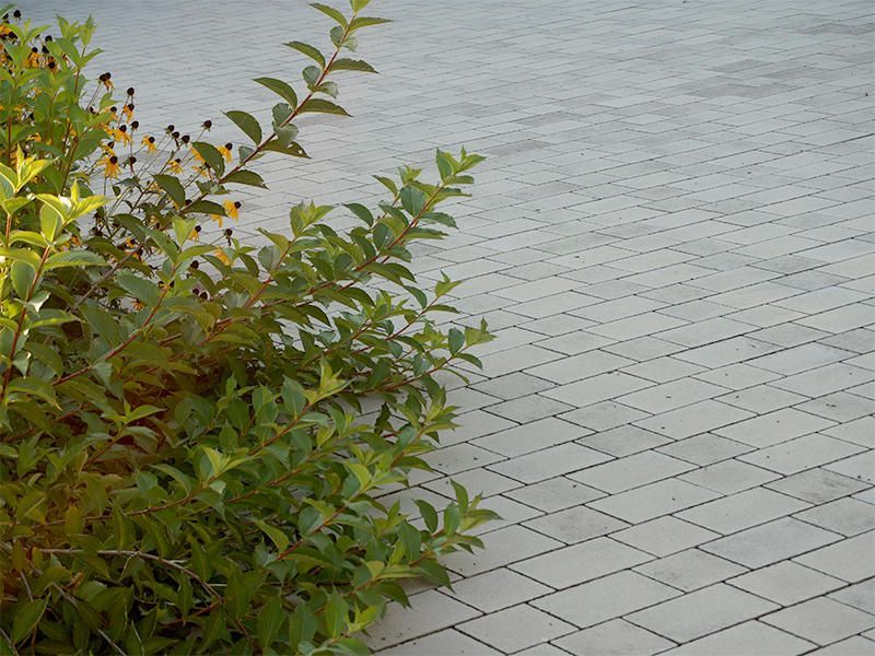 Eine Pflanze wächst an der Seite einer gemauerten Auffahrt