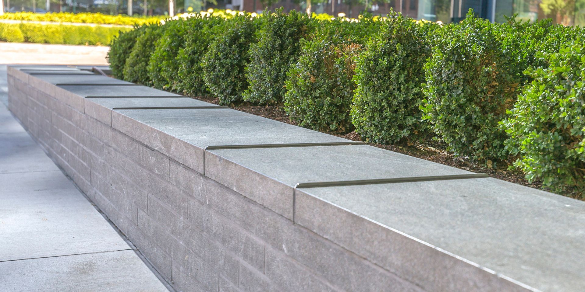 A stone wall with a row of bushes growing on it