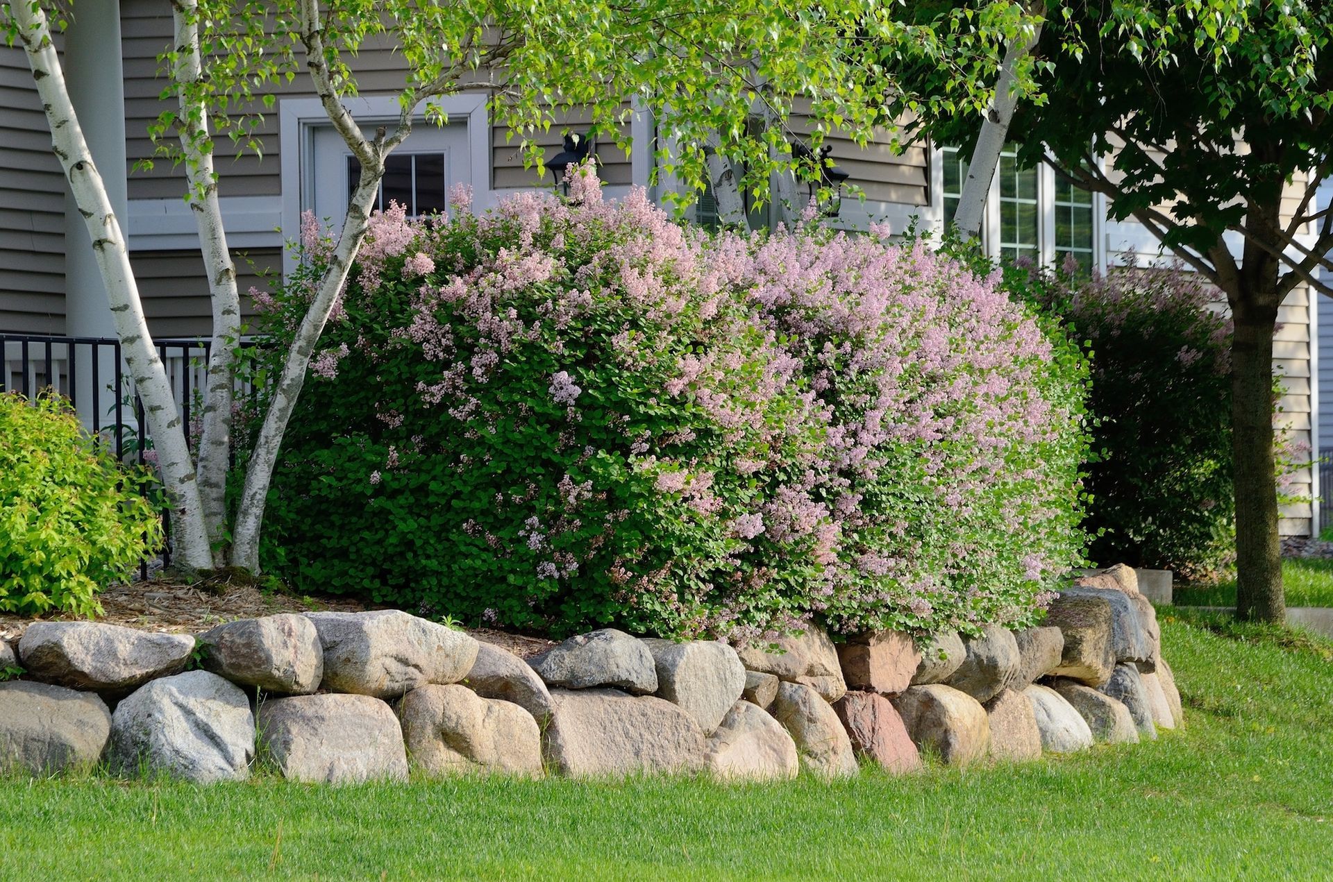 A bush with purple flowers is surrounded by rocks in front of a house.